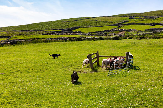 How to Train Your Dog to Live Harmoniously with Sheep