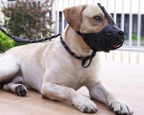 Dog wearing the Pet Control HQ Large Dog Muzzle