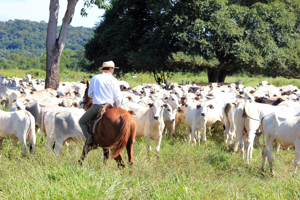 How To Use Cattle Prods - Pet Control HQ