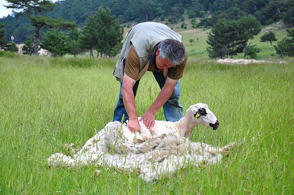 A sheep being sheared