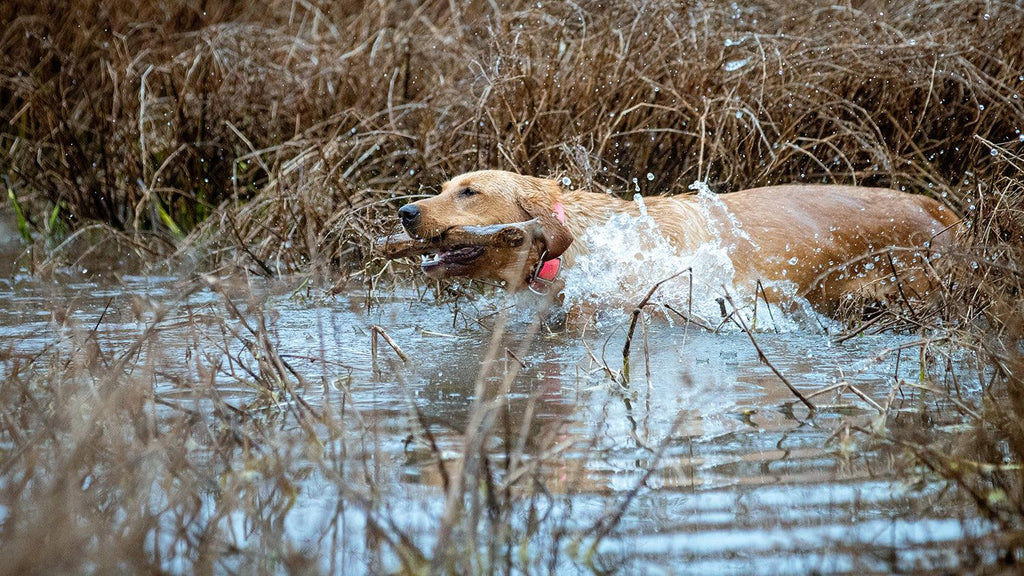 Does Your Hunting Dog Need a Specific Collar? - Pet Control HQ