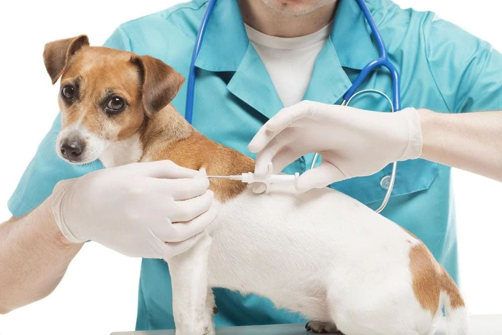 Understanding the Importance of Pet Vaccinations