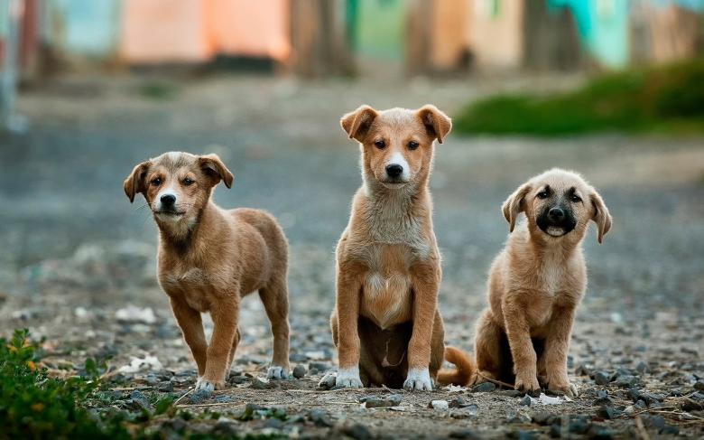 How to Safely Befriend a Stray Dog