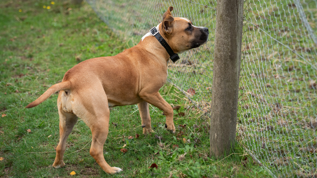 Electrical Fences: Setting Boundaries For Your Pets and Livestock