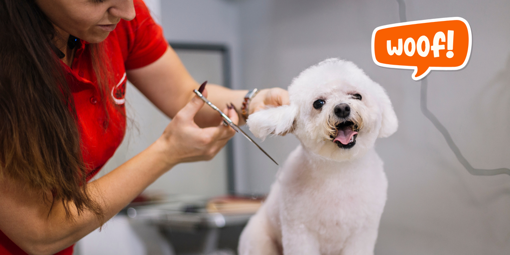 How to Start Your Own Dog Grooming Business