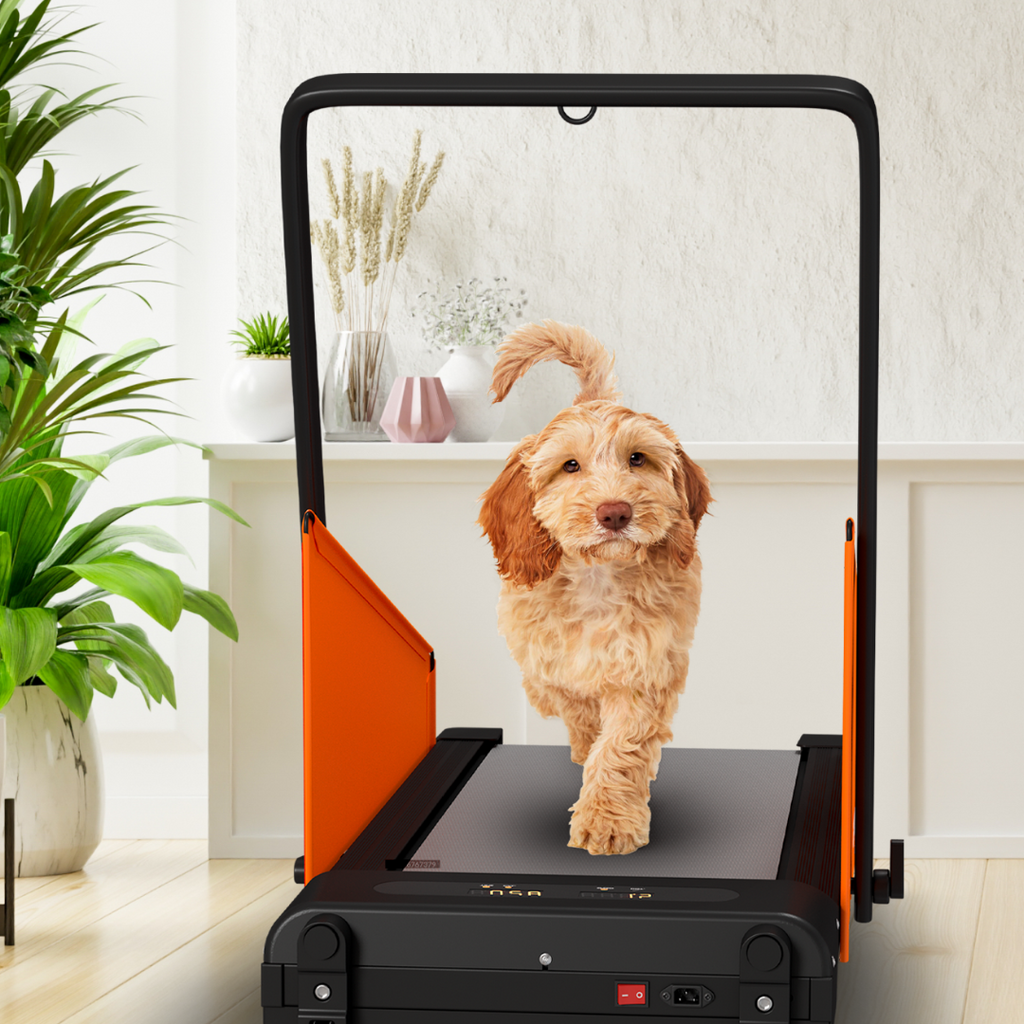 dog on treadmill