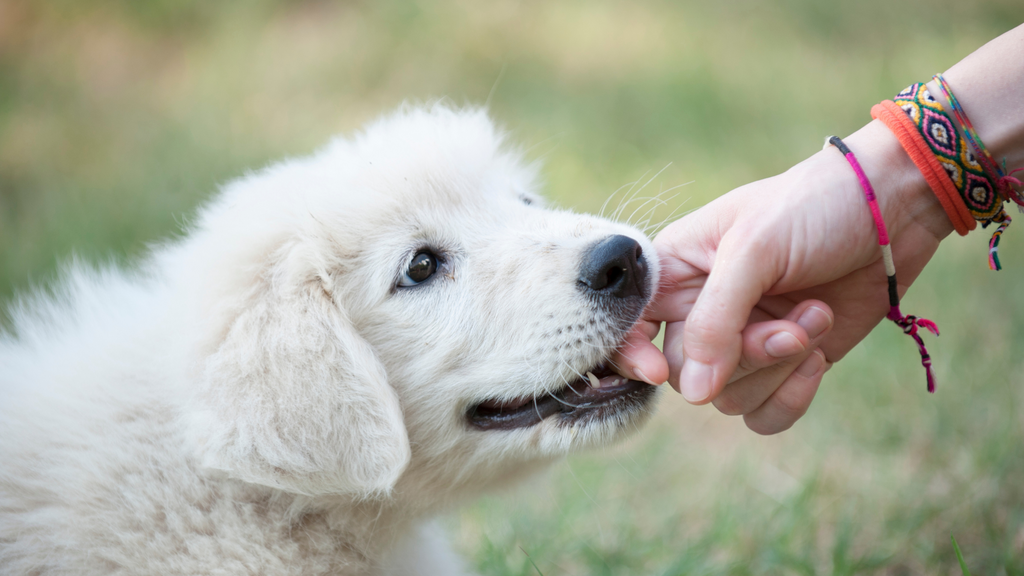 Biting vs. Mouthing: How to Tell the Difference and Train Your Dog Respectively