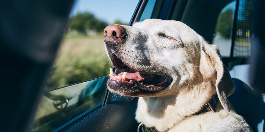 Holiday Travel With Pets: Tips For Keeping Pets Safe During The Holiday Season