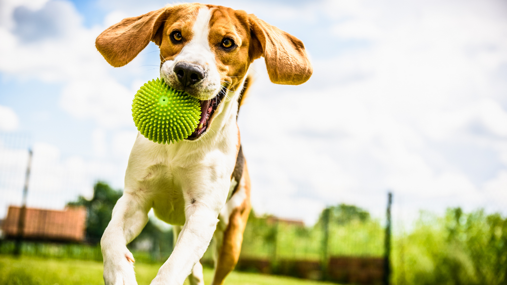 Wireless vs. Wired Electric Dog Fence System: Choosing the Best Containment Solution