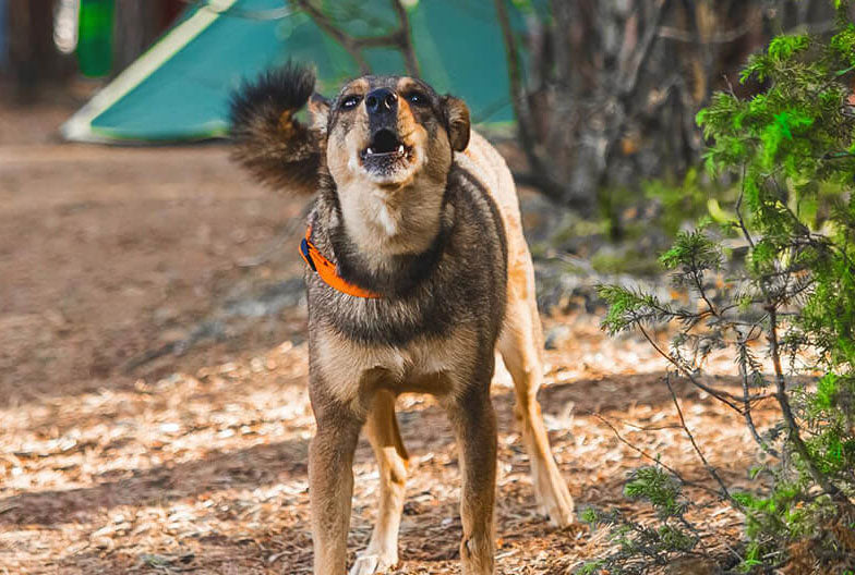 How Do Bark Collars Work? A Comprehensive Guide for Concerned Dog Owners