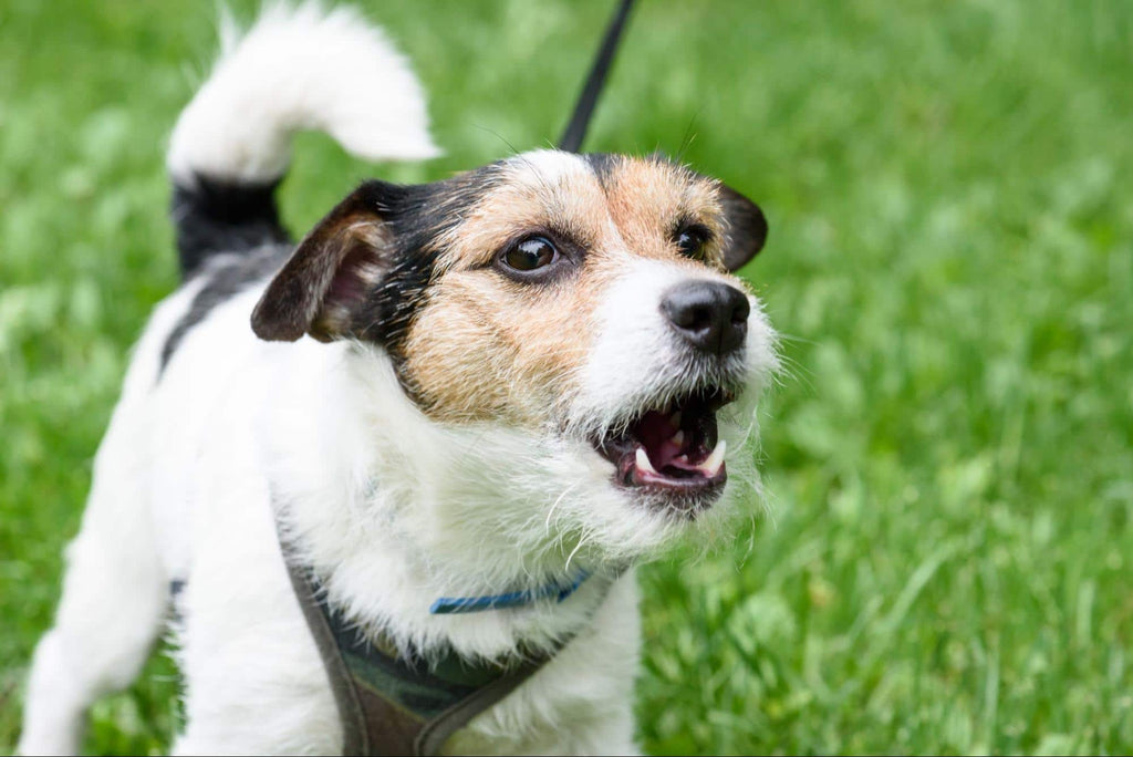 Understanding Australia’s Vocal Canine Companions: Top 10 Barking Dogs