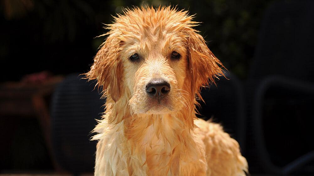 The Best Way To Dry Your Dog - Pet Control HQ