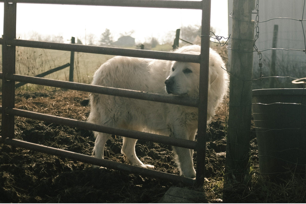 7 Best Livestock Guardian Dog Breeds - Pet Control HQ