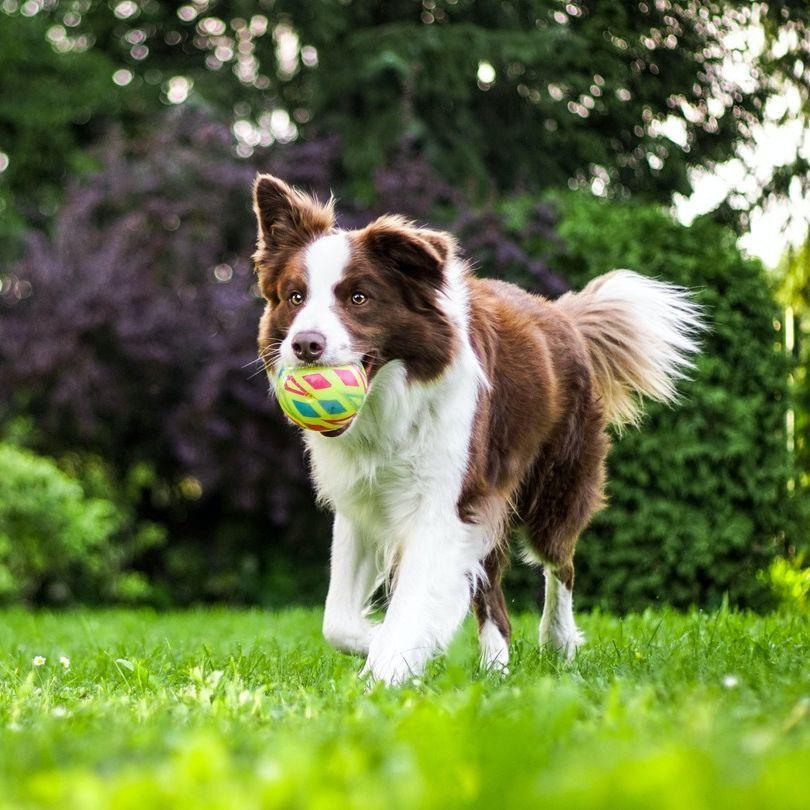 Teaching Your Dog To Come Back On Command - Pet Control HQ