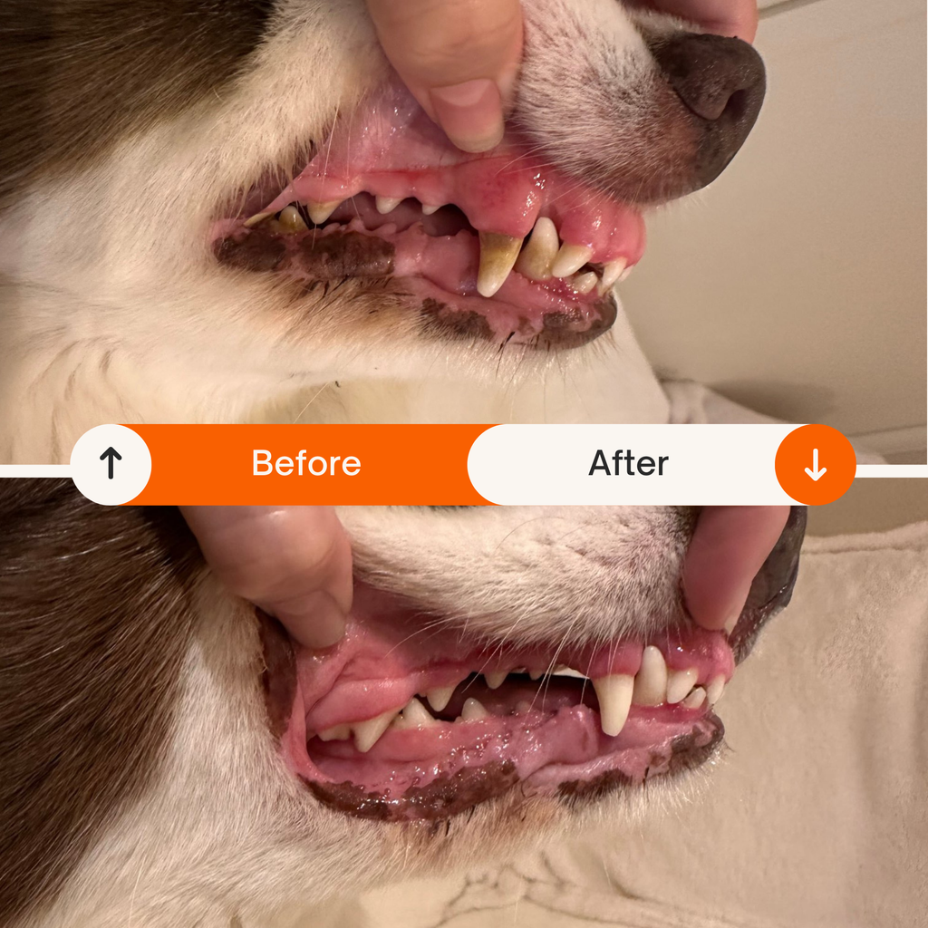 Dog teeth cleaning before and after comparison for oral hygiene.