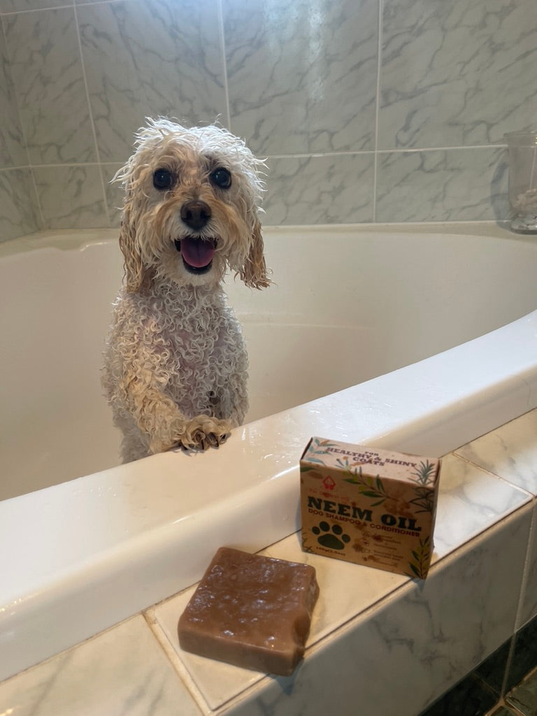 Happy wet dog in a bathtub with the Pet Control HQ Dog Grooming Pamper Pack, featuring a neem oil dog shampoo bar and packaging on the tub edge