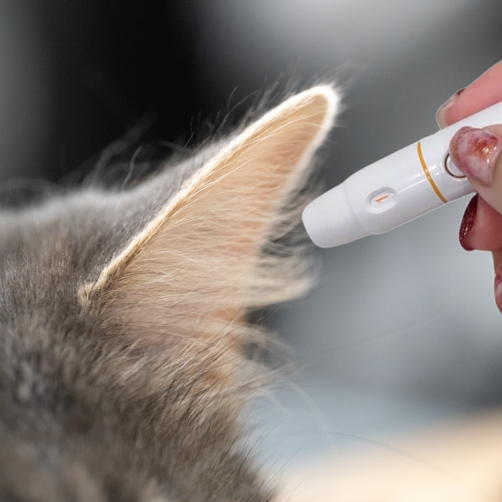 Pet blood glucose meter monitor kit testing cat's ear for diabetes