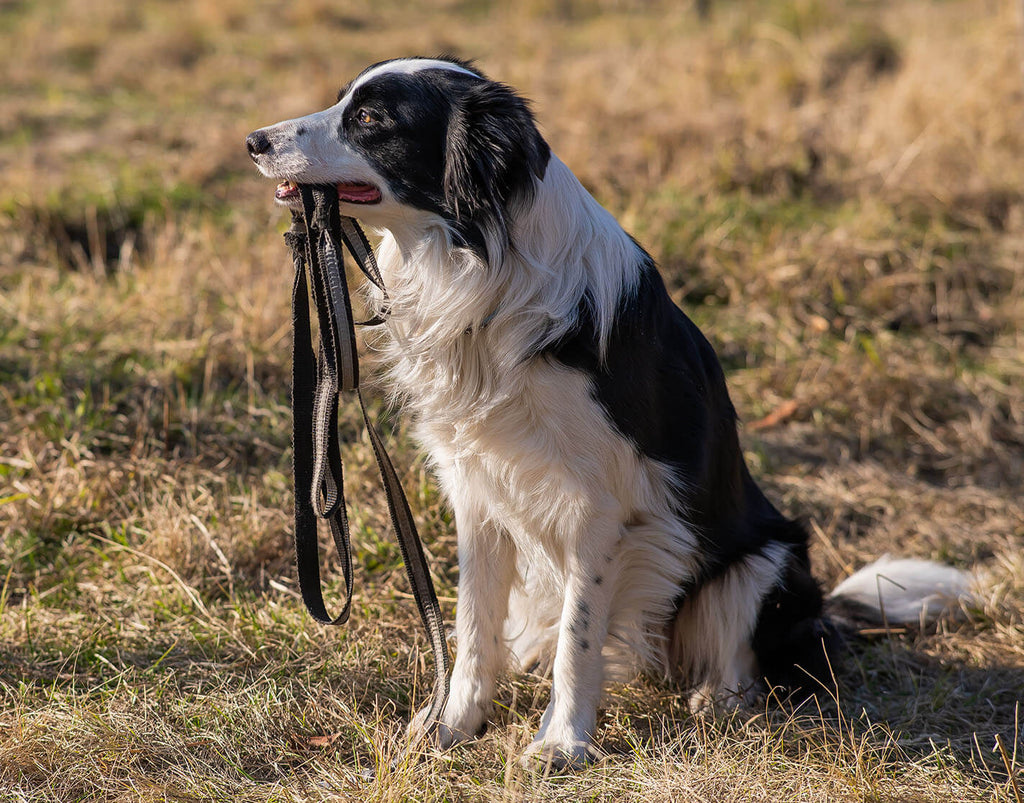 Border Collies